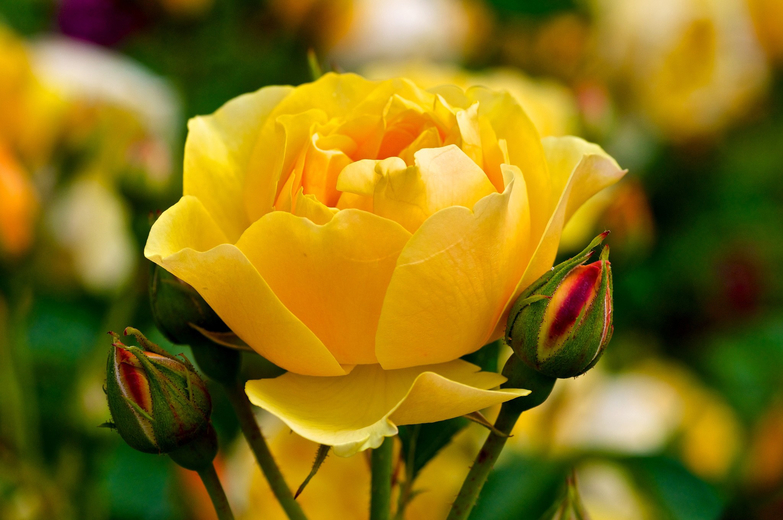 К чему дарят желтые розы девушке?